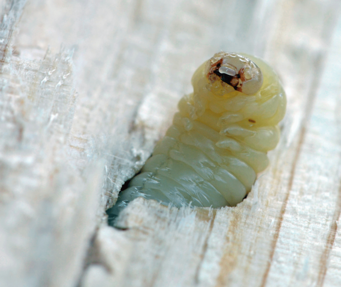woodworm-larvae